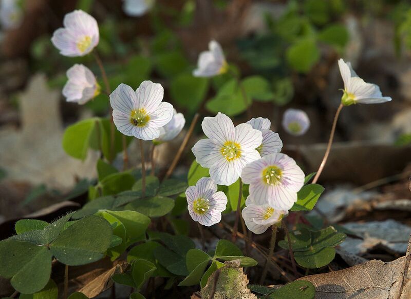 File:1024px-Oxalis acetosella LC0190.jpg