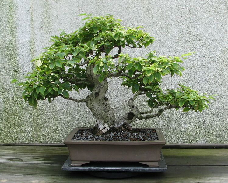 File:1279px-Hornbeam, 1935-2007.jpg