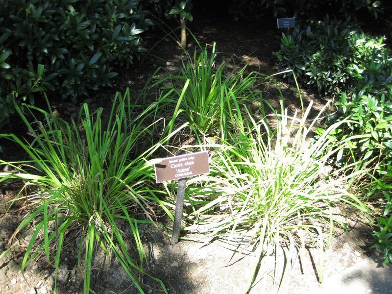 File:1280px-IMG 0308 nybg09.jpg