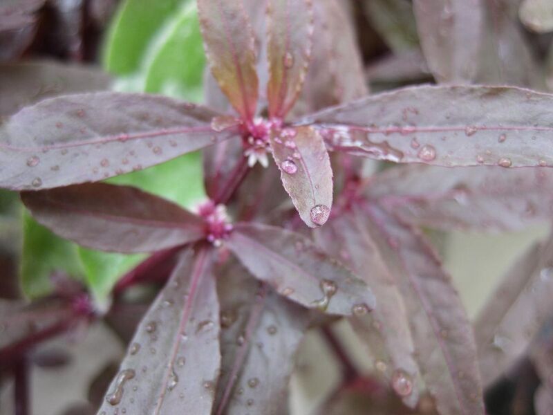 File:1280px-IMG 0829 bbg09.jpg