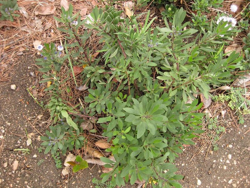 File:1280px-IMG 6948 hunt09jun.jpg