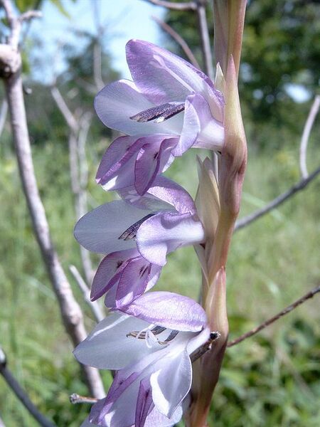 File:576px-Gladiolus klattianus Bild0882.jpg