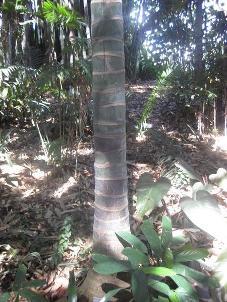 File:576px-IMG 2052 hunt0903.jpg