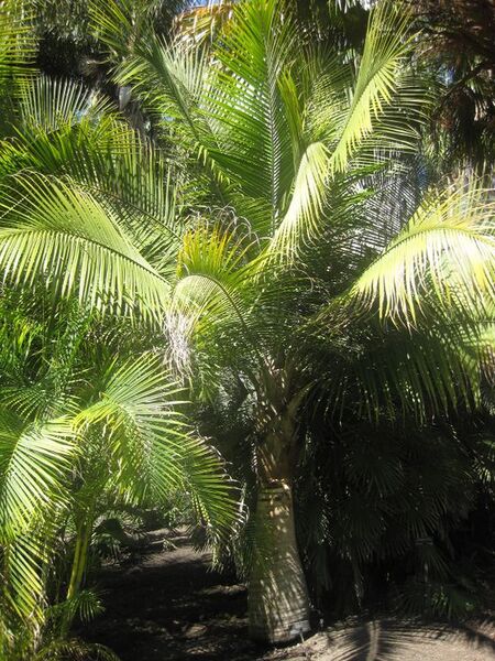 File:576px-IMG 2087 hunt0903.jpg