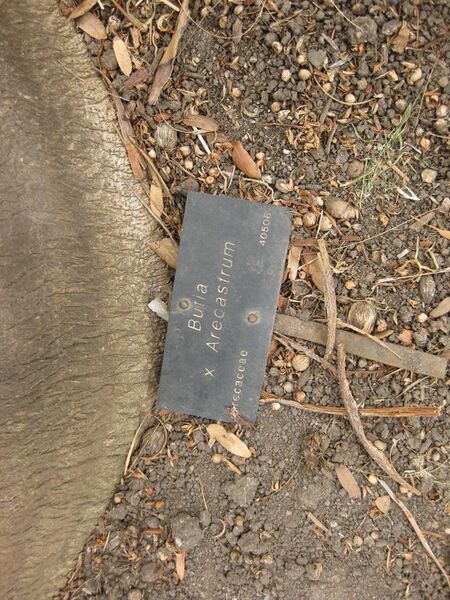 File:576px-IMG 3922 hunt0904.jpg