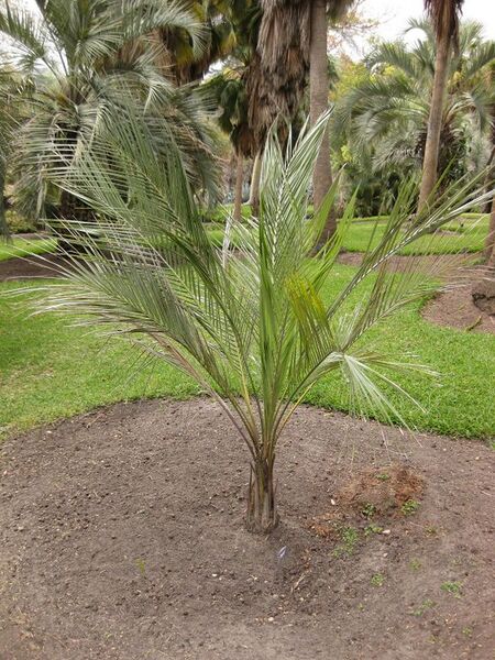 File:576px-IMG 4051 hunt0904.jpg