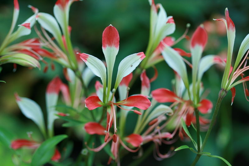 File:Alstroemeria caryphyllaea II-4060.jpg