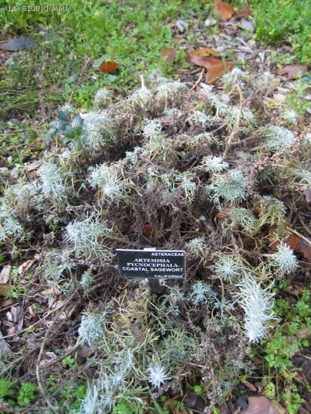 File:Artemisia pycnocephala-coastal sagewort-IMG 7831 sfbg0308.jpg