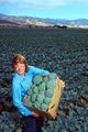 Test plot-grown broccoli