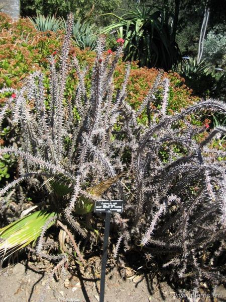 File:Euphorbia milii-var. hislopii-giant crown of thorns-IMG 0304 hunt07.jpg