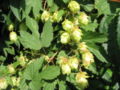 Feminine plant of Humulus lupulus with near-mature fruits