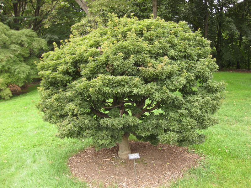 File:IMG 1416 bbg09.jpg