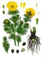Adonis vernalis