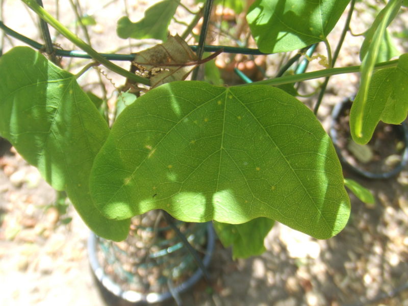 File:Passiflora biflora3.jpg