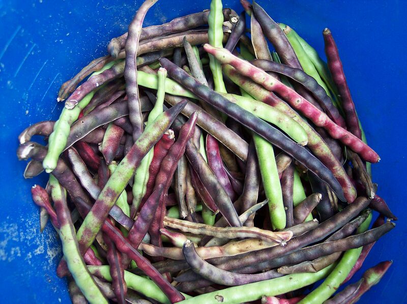 File:Purple knucklehull 1.jpg