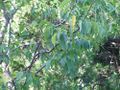 Southern Hackberry or 'Sugarberry' (Celtis laevigata)