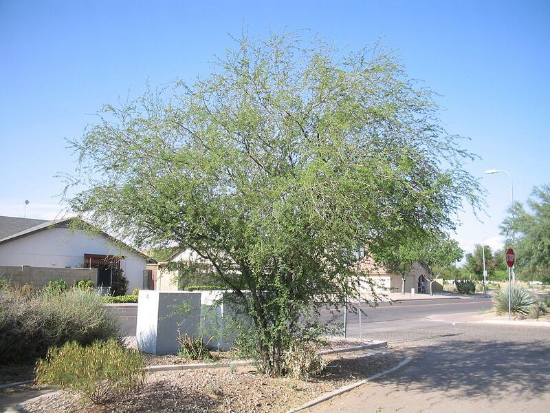 File:1024px-Acacia-smallii-habit.jpg