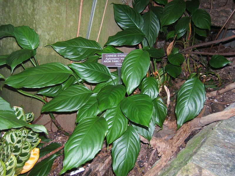File:1024px-Aglaonema modestum.jpg