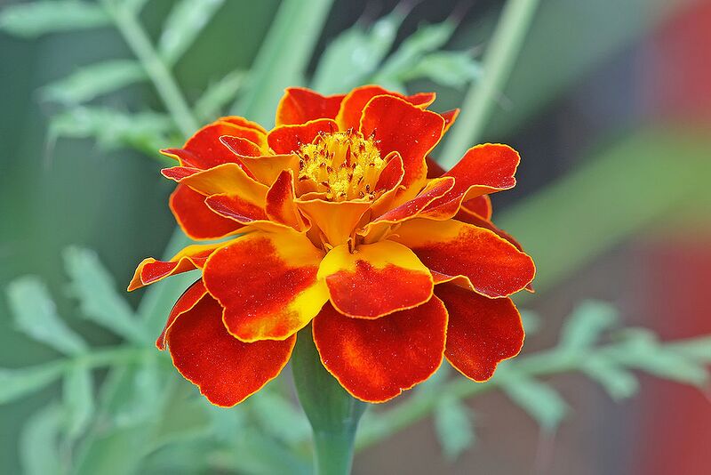 File:1024px-French marigold Tagetes patula.jpg