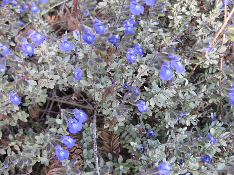 File:1280px-IMG 2766 ucla09.jpg