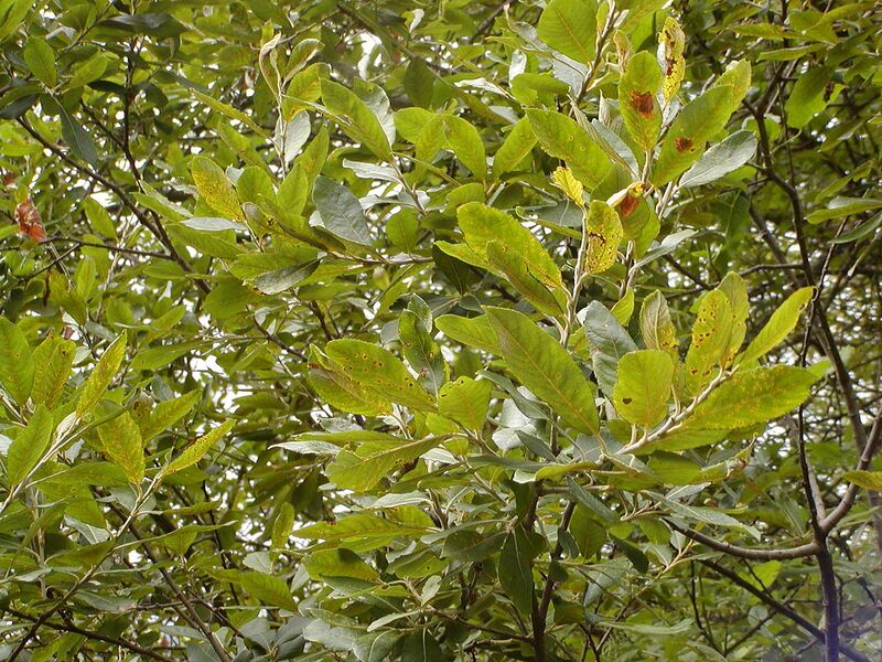 File:1280px-Salix purpurea purpurea 1.JPG