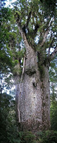 File:307px-Kauri Te Matua Ngahere.jpg