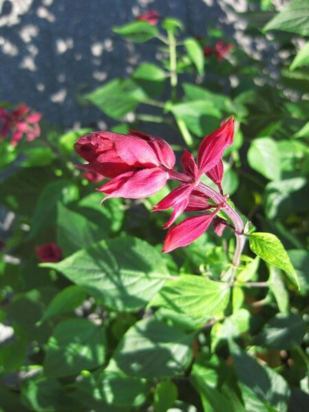 File:576px-IMG 0078 nybg09.jpg