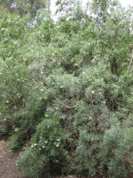 File:576px-IMG 4628 hunt0904.jpg