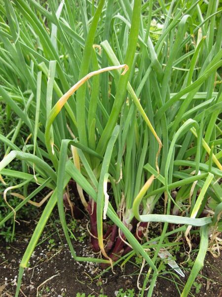 File:576px-IMG 5325 hunt0904.jpg