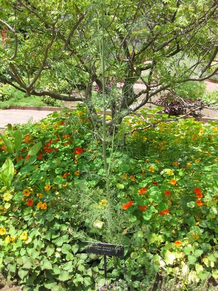 File:576px-IMG 7660 hunt09jun.jpg