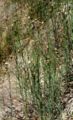 Baccharis juncea