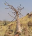 Apocynaceae:Pachypodium lealii, stem succulent