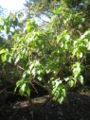 Brugmansia vulcanicola