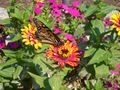 A butterfly on a flower at the Botanic Garden in Washington, DC