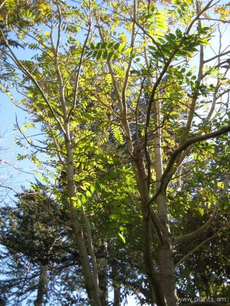 File:Cedrela salvadorensis-IMG 7813 sfbg0308.jpg