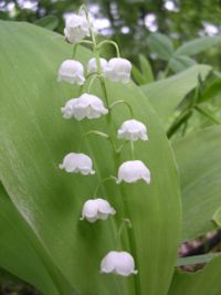 Lily of the valley