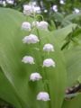 Convallaria majalis Lily-of-the-valley