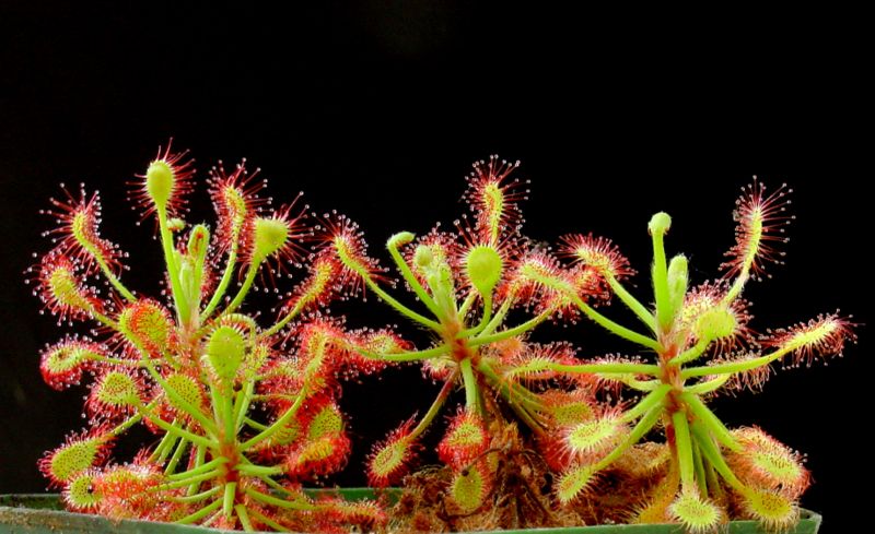 File:Drosera madagascariensis ne.jpg