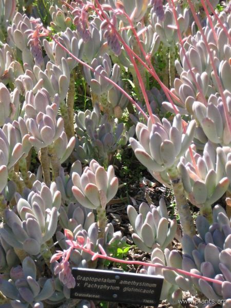 File:Graptopetalum ameythystinum-x-pachyphytum glutinicaule-IMG 0516 hunt07.jpg