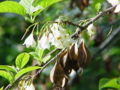 Halesia