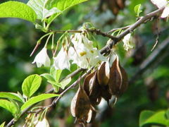 Halesia carolina (? H. tetraptera)