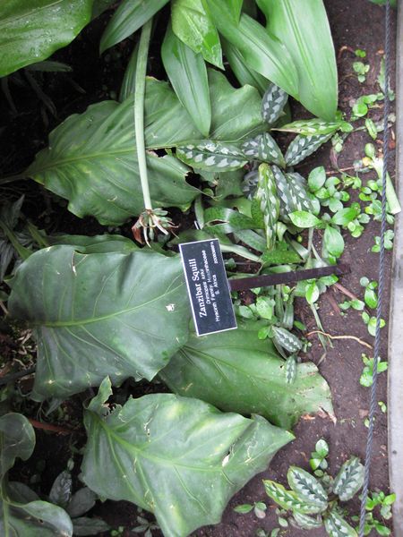 File:IMG 1160 bbg09.jpg