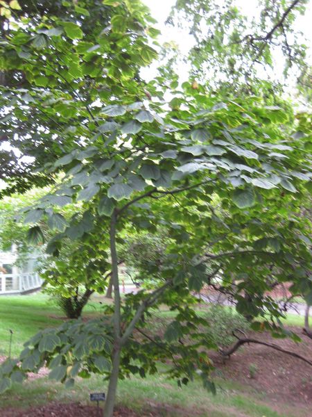 File:IMG 1314 bbg09.jpg