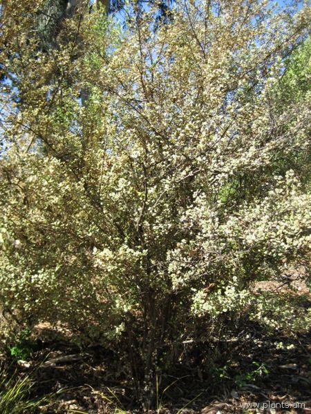 File:Lophomyrtus-x-ralphii-variegata-IMG 0620 hunt07.jpg