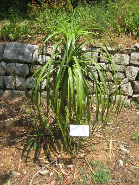 File:Noline recurvata-IMG 2957 lokrun.jpg