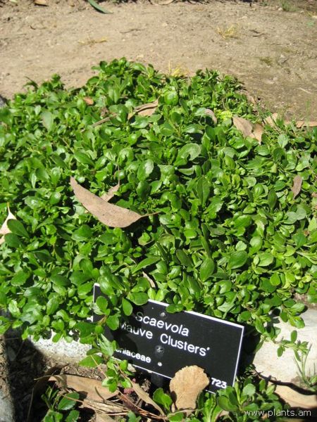 File:Scaevola-mauve clusters-IMG 0640 hunt07.jpg