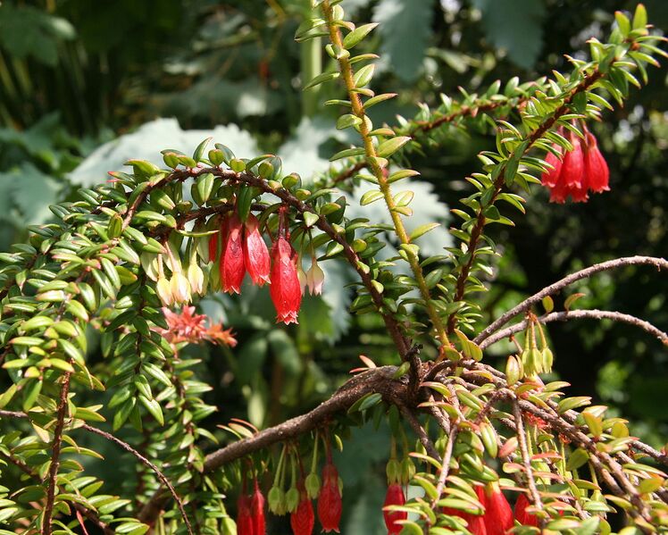 File:1278px-Agapetes serpens 04.jpg