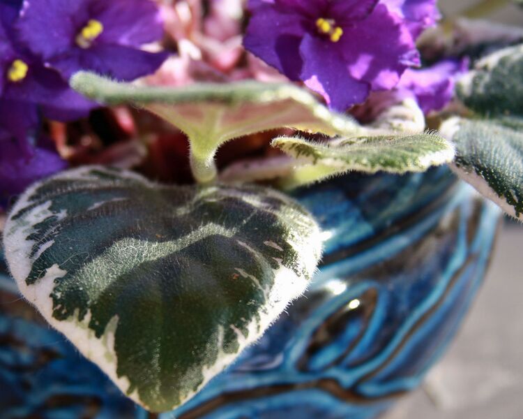 File:1280px-African violet (9)-1731.jpg