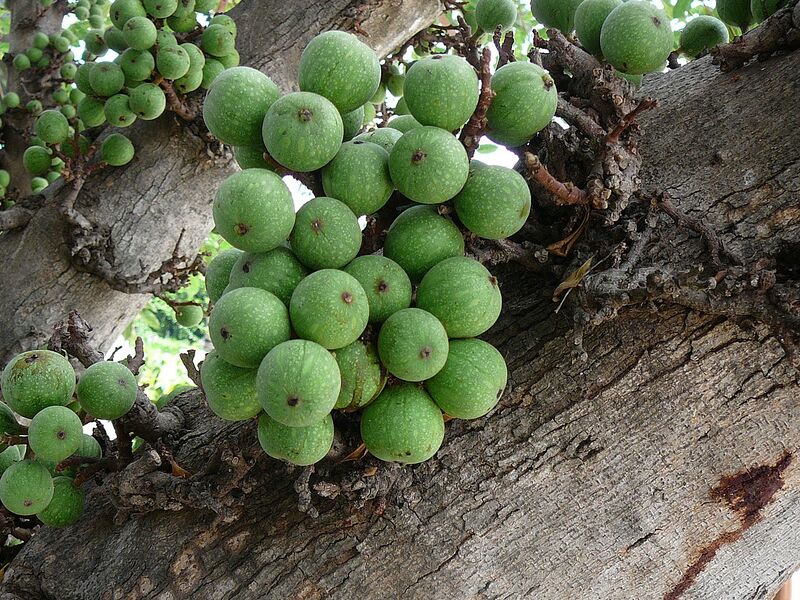 File:1280px-Ficus lutea 0004.jpg
