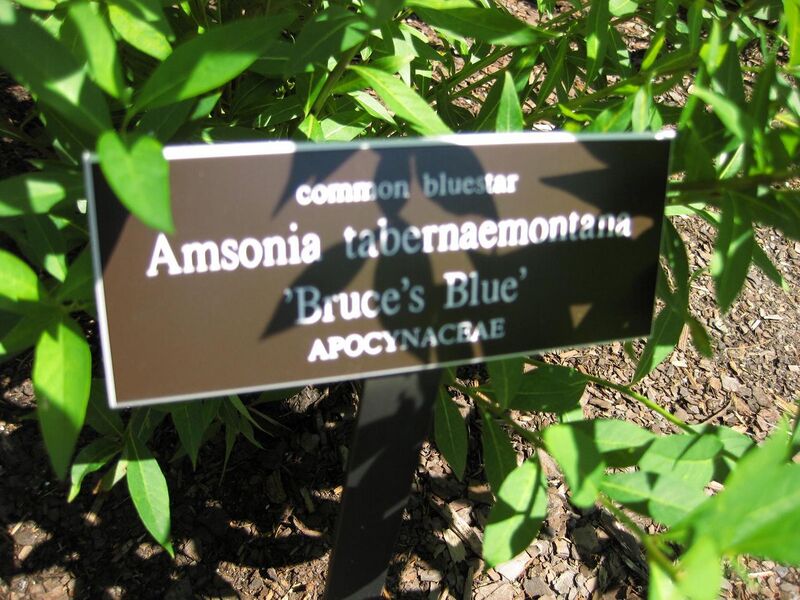 File:1280px-IMG 0087 nybg09.jpg